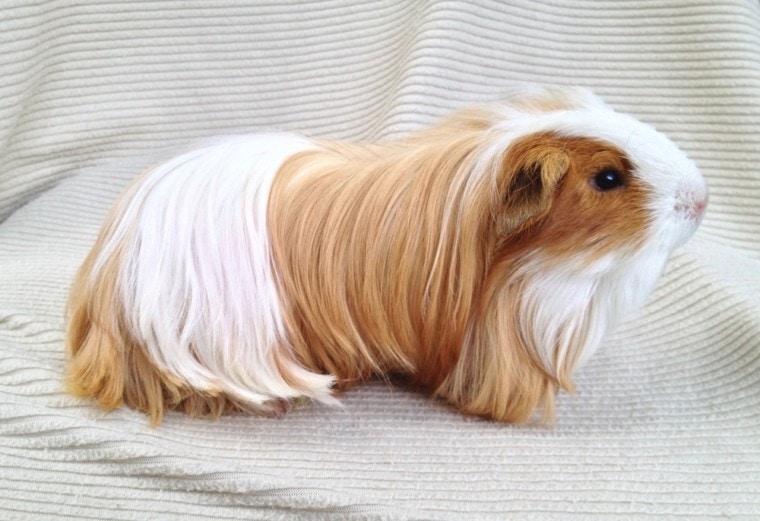 brown and white silkie guinea pig breed