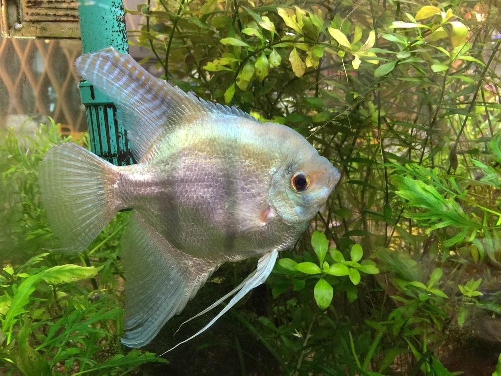 albino angelfish 