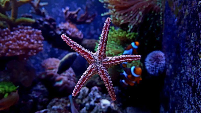 12 Types of Saltwater Starfish for Aquariums (With Pictures) | Pet Keen
