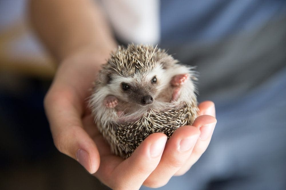 hedgehog in hand