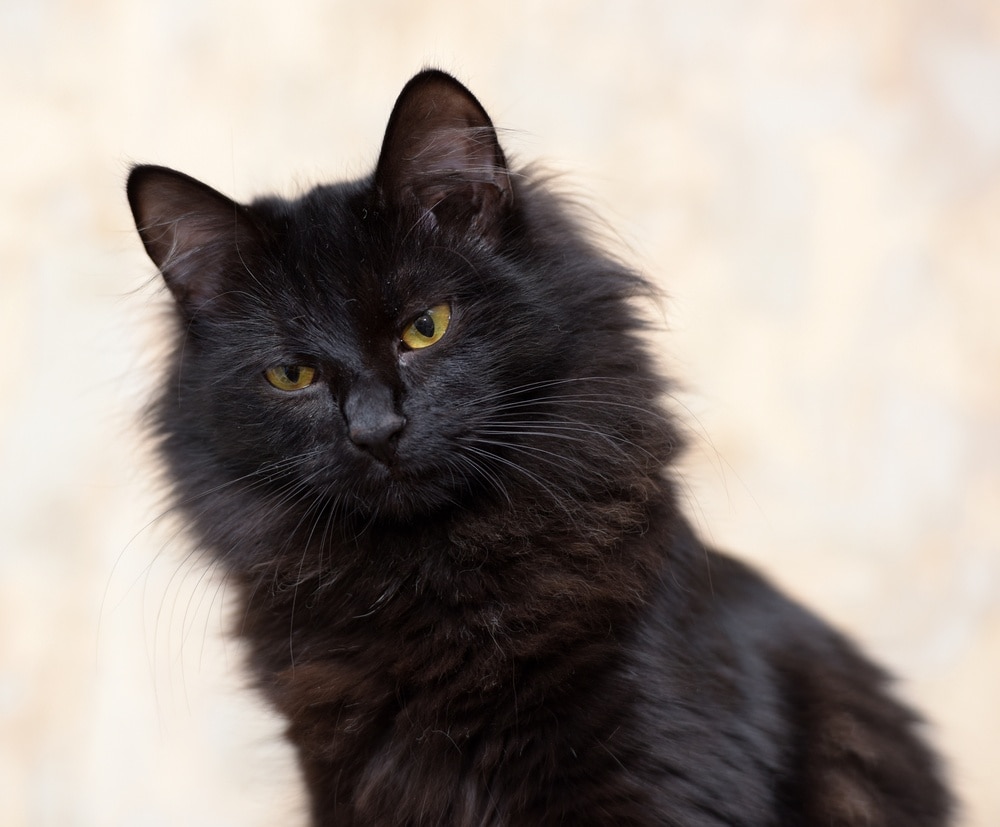 काली साइबेरियाई बिल्ली