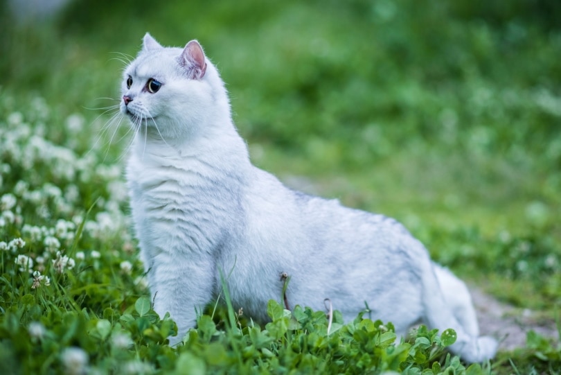 सफेद ब्रिटिश शॉर्टएयर बिल्ली