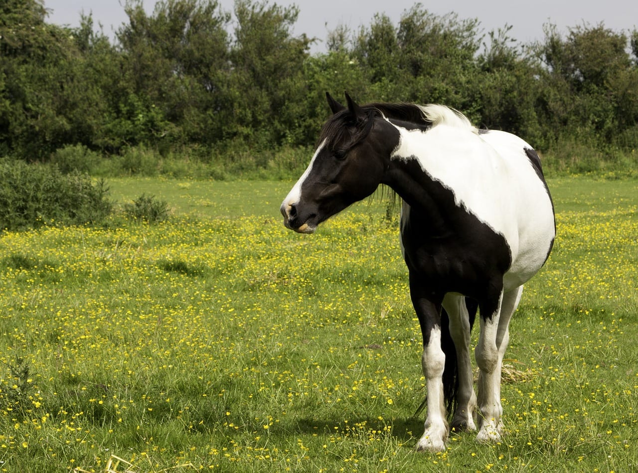 Black and white horse in the grass