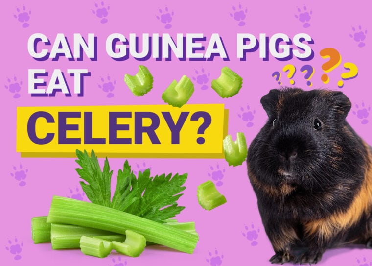 Can Guinea Pigs Eat_celery