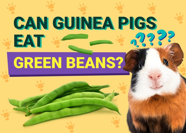 Can Guinea Pigs Eat_green beans