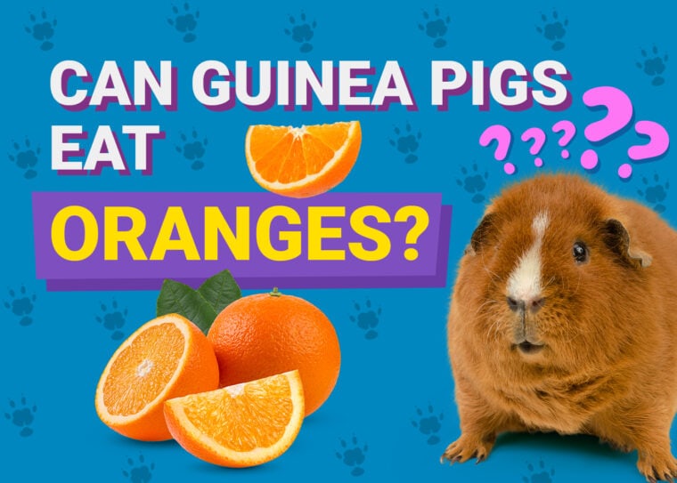 Can Guinea Pigs Eat_oranges