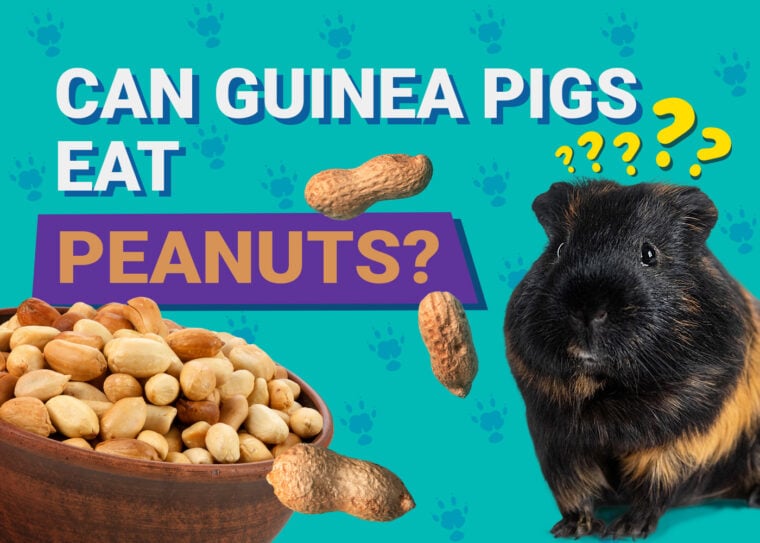 Can Guinea Pigs Eat_peanuts