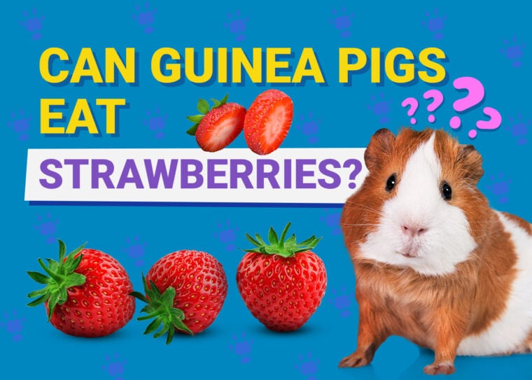 Can Guinea Pigs Eat_strawberries