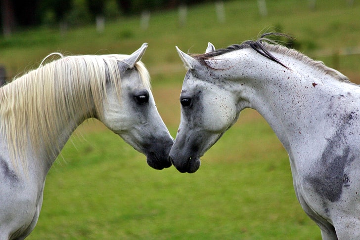 two horses touching noses