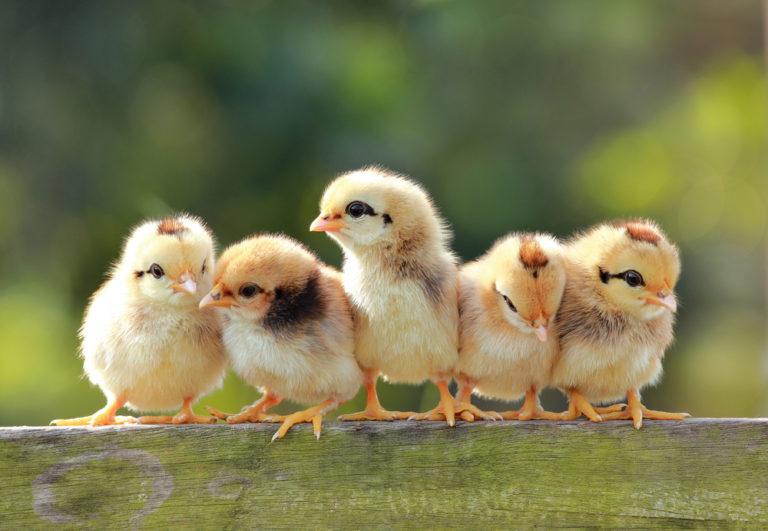 100+ Chicken Names: Ideas for Cooky & Friendly Chickens | Pet Keen