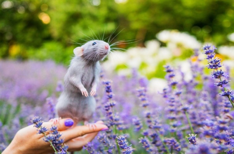 blue rat smelling flowers