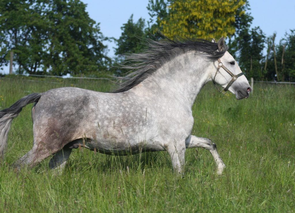 100+ Grey Horse Names Ideas for Airy & Spirited Horses Pet Keen
