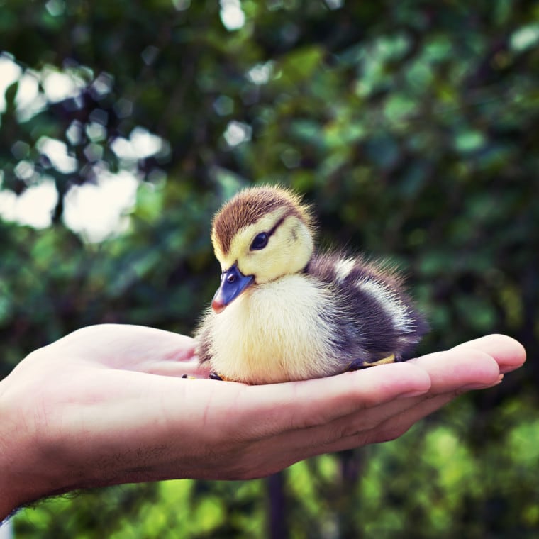 duck in palm of hands