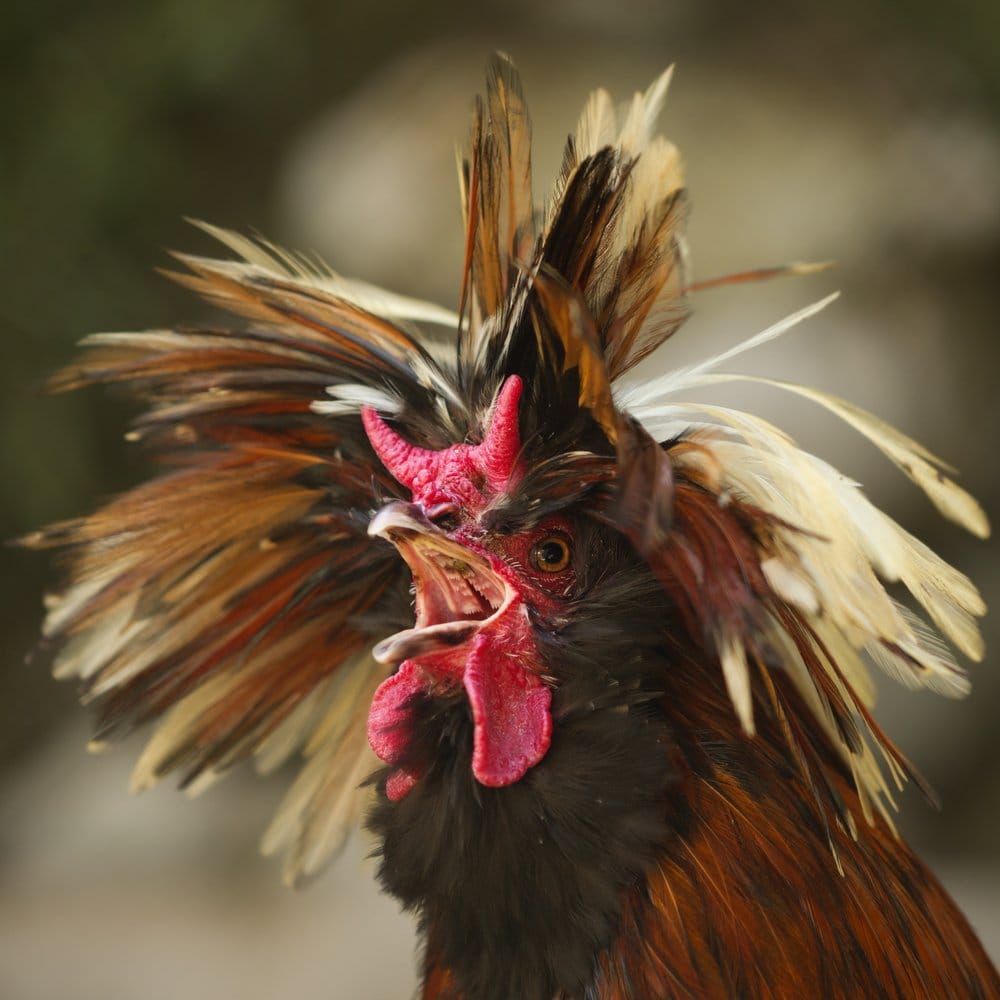 100+ Funny Chicken Names: Ideas for Silly & Comical Chickens | Pet Keen