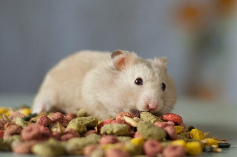 gray hamster home among the colored food pellets
