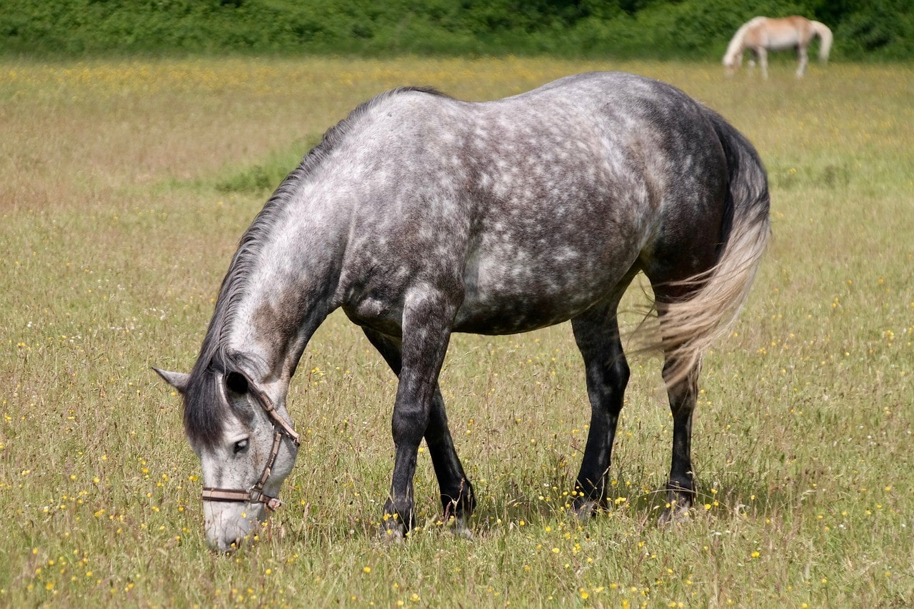 100+ Grey Horse Names: Ideas for Airy & Spirited Horses ...