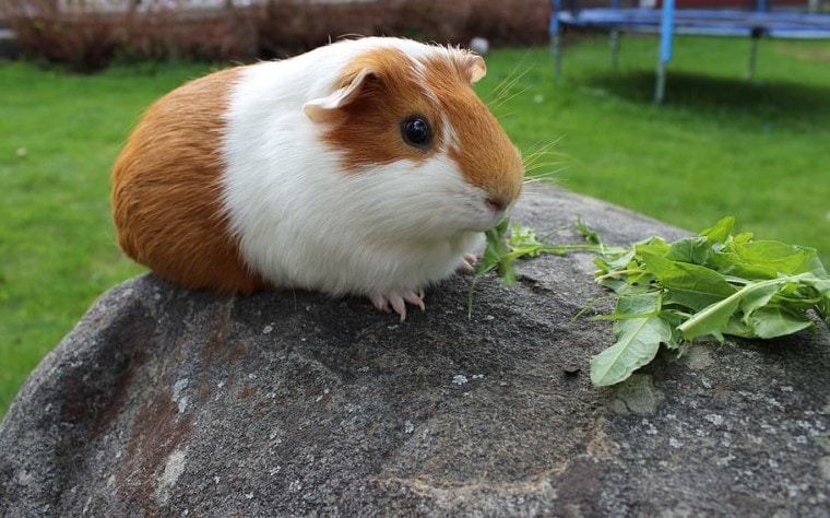 guinea pig eating celery
