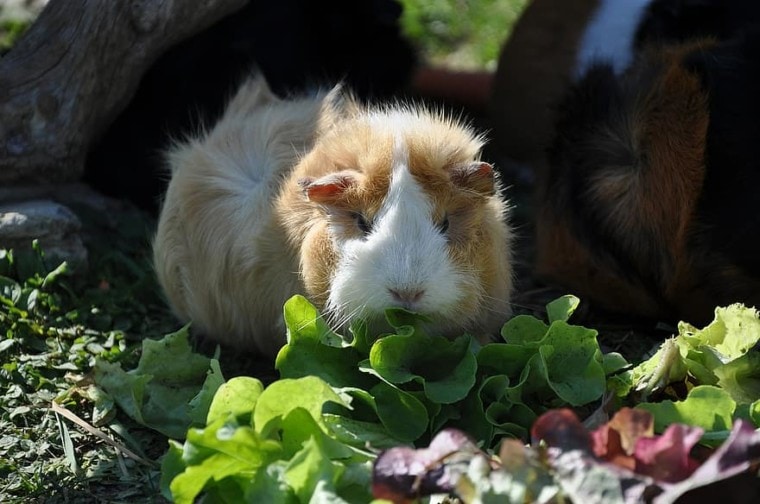 guinea pig eating veggies What Do Guinea Pigs Eat
