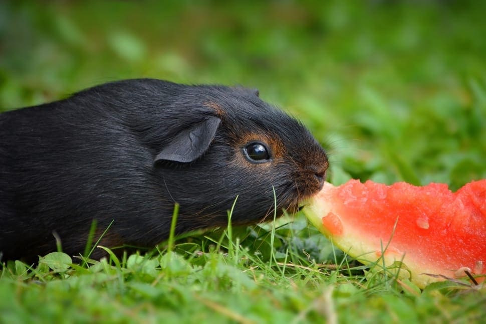 guinea pig eating watermelon