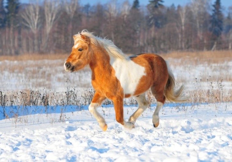 painted palomino horse