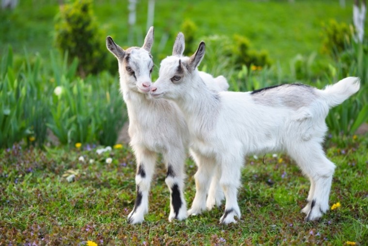 air of white goats