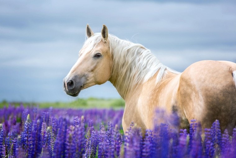 palomino horse in Purple field