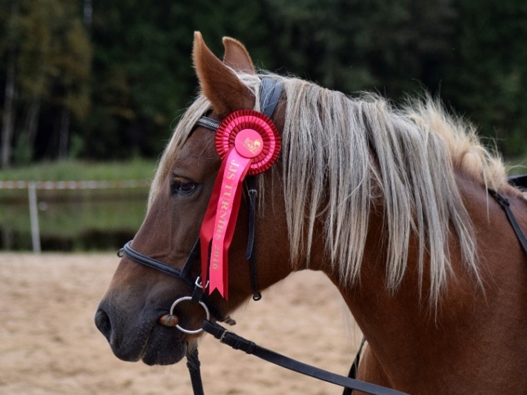 show horse with ribbon