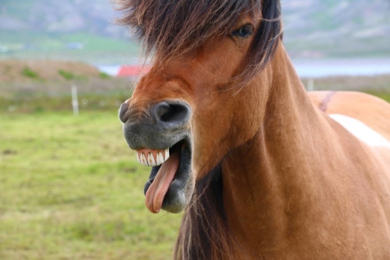 100 Funny Horse Names: Ideas for Comical & Silly Horses