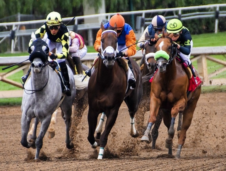 racehorses on track