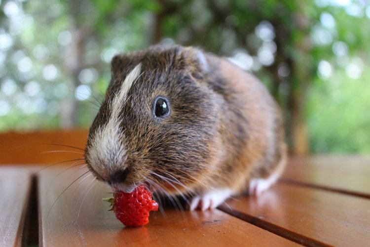 guinea pig eating strawberry
