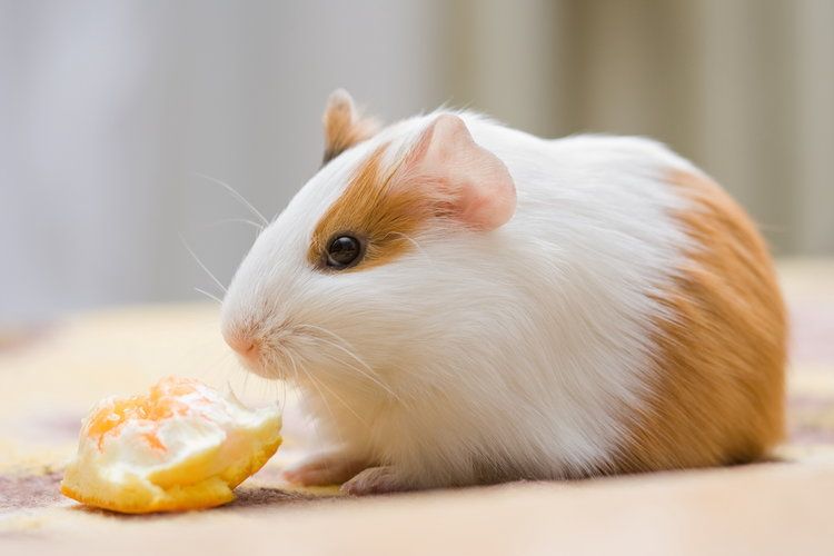 guinea pig with orange