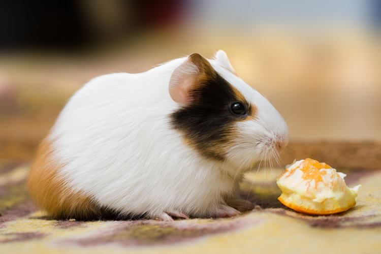 guinea pig eating an orange