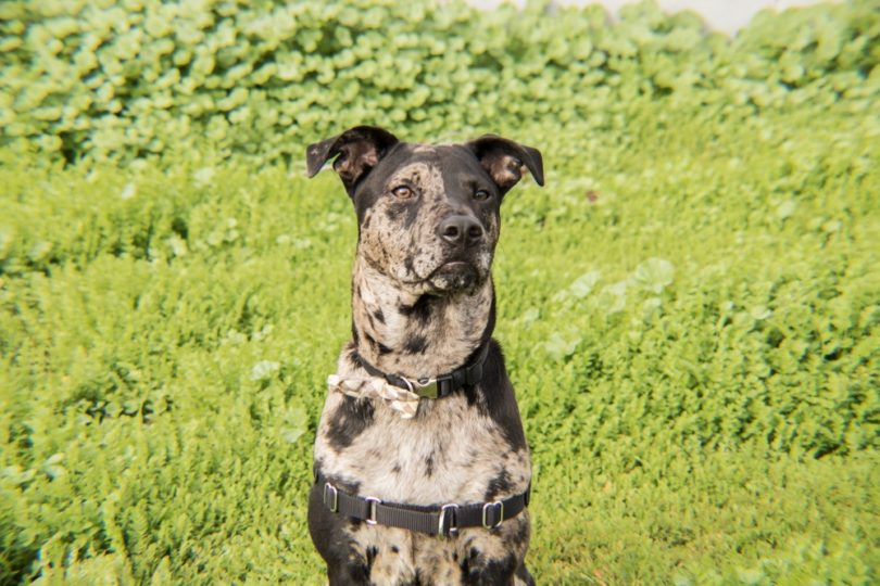 are catahoulas friendly dogs