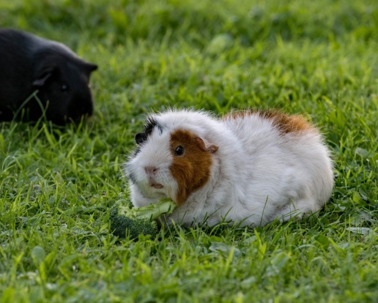 guinea pig eating brocoli