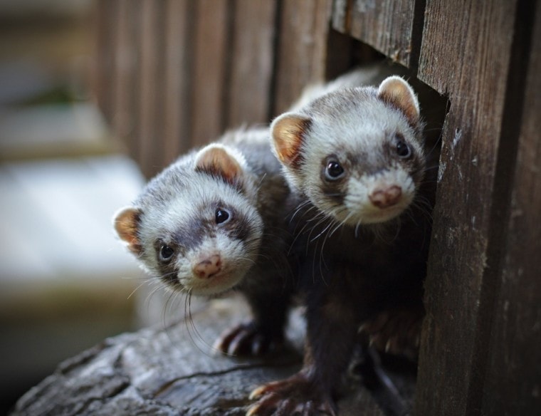 two ferrets poking out of hole