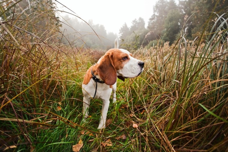 hunting dog in tall grass