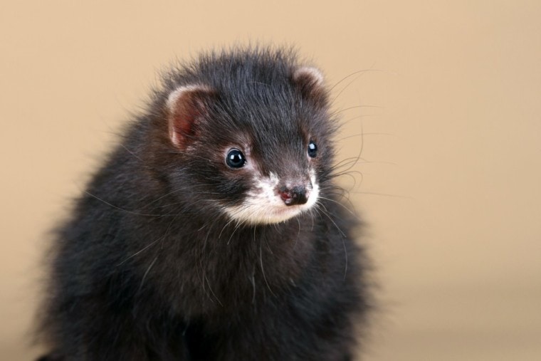 black ferret closeup