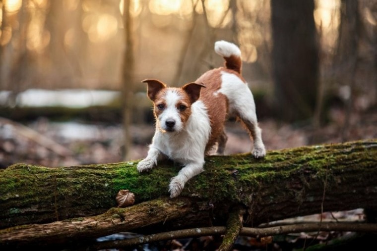 jack russell terrier on log