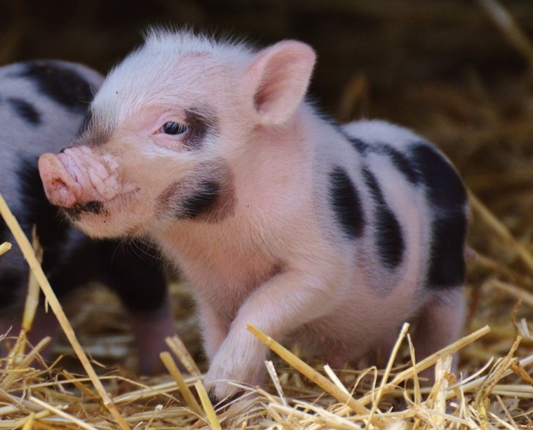 spotted baby piglet