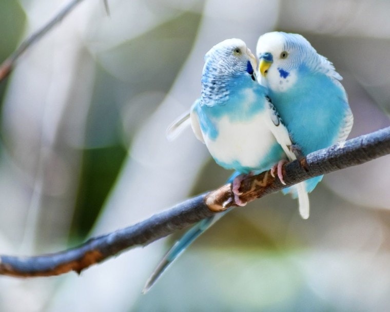 blue parakeets cuddling