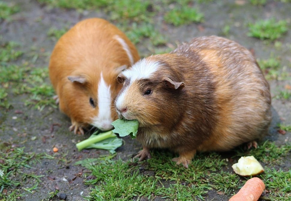 two guinea pigs eating
