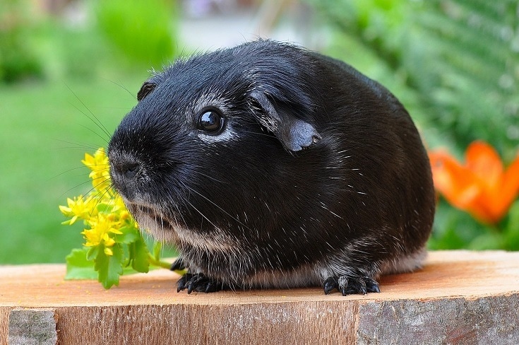 Black guinea-pig