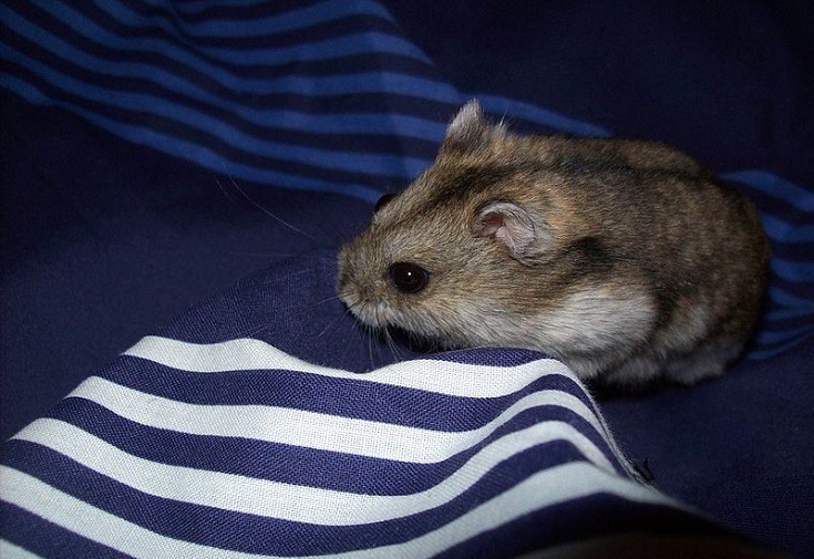 Campbells Russian Dwarf Hamster Info Pictures Temperament Traits Pet Keen