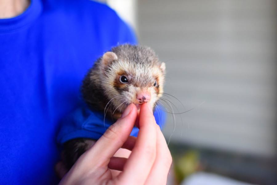 Can Ferrets Eat Cat Food? What You Need to Know! Pet Keen