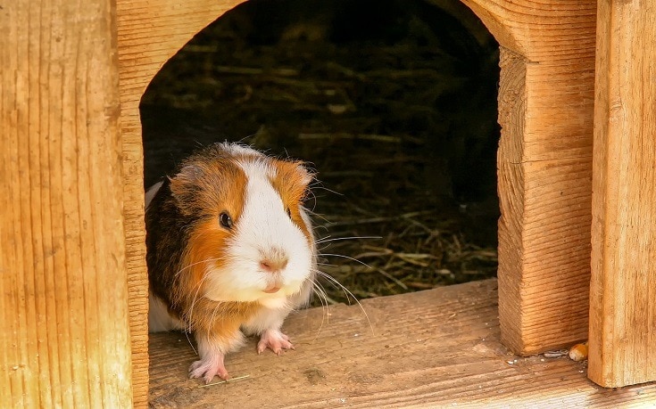 Guinea Pig at home