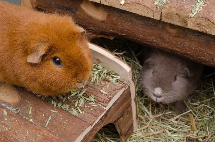 6 Alternatives To Guinea Pig Bedding, Can You Use Microfiber Towels For Guinea Pig Bedding