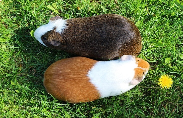 Guinea Pig duo widok z góry 