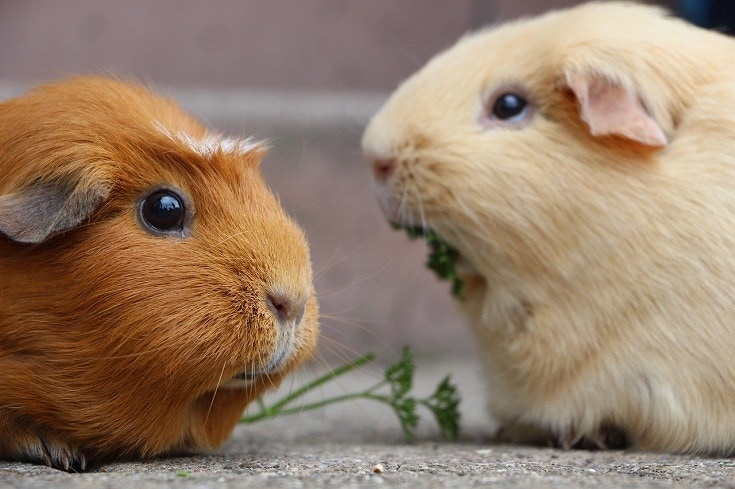 Guinea Pigs eating