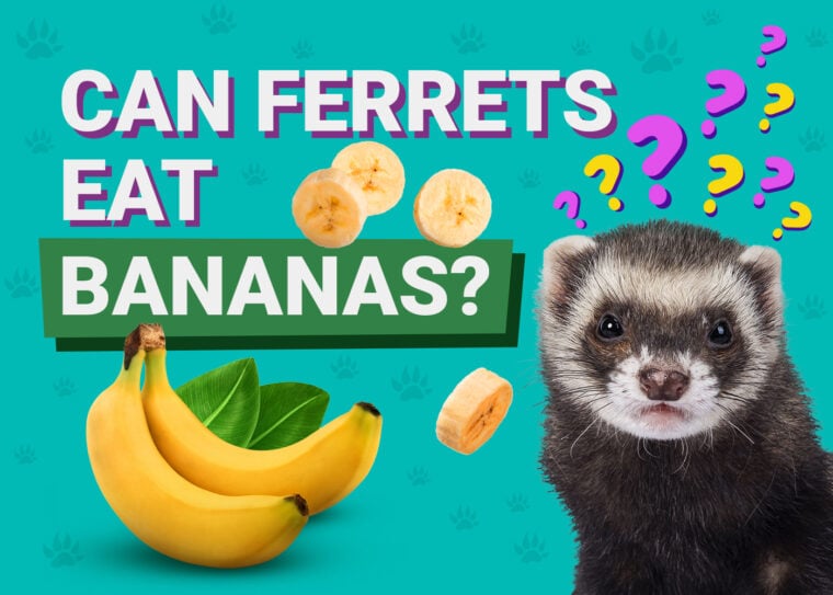 PetKeen_Can Ferrets Eat_bananas