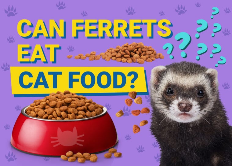 PetKeen_Can Ferrets Eat_cat food (1)